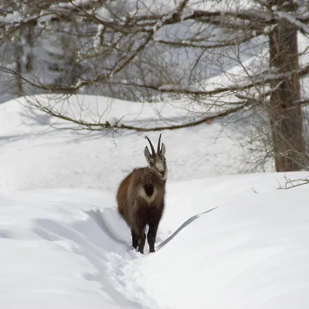 Petit Dahu - Et Restaurant Hotel