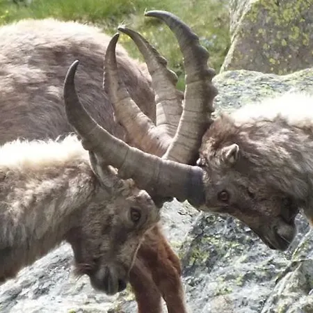 Petit Dahu - Et Restaurant Hotel 2*