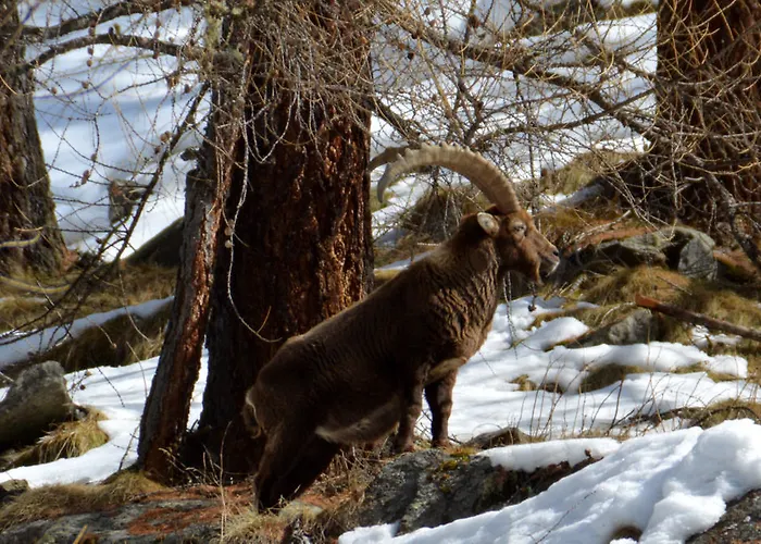 Hotel Petit Dahu - Et Restaurant 2*