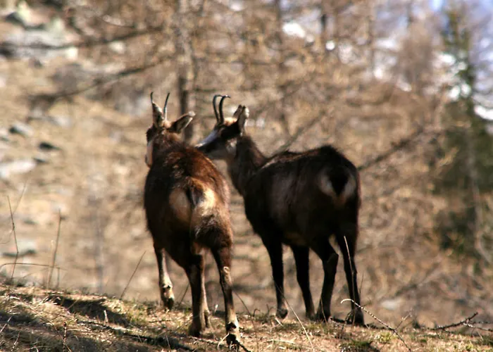 Petit Dahu - Et Restaurant 2* Cogne
