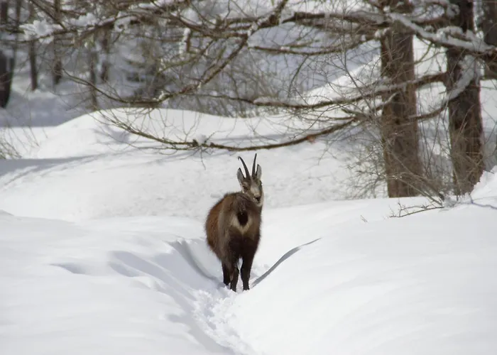 Petit Dahu - Et Restaurant Hotel